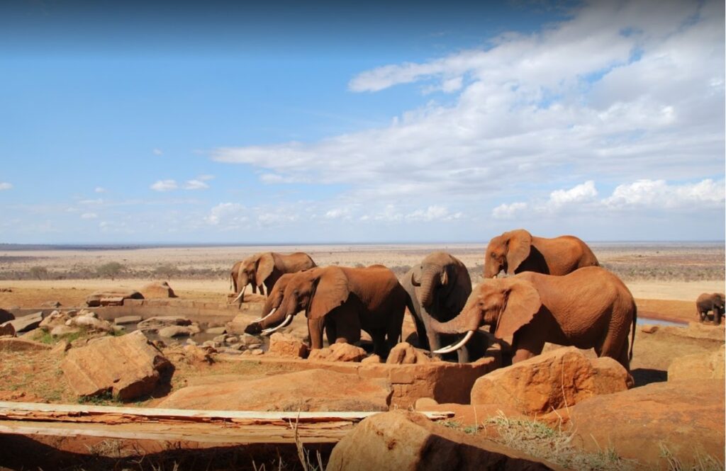 2 giorni safari kenya tsavo est