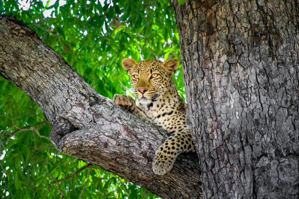 safari Kenya 7 giorni itinerario